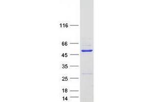 WDR18 Protein (Myc-DYKDDDDK Tag)