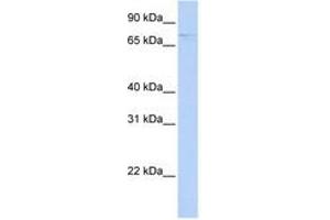 Image no. 1 for anti-Regulator of Microtubule Dynamics 2 (RMDN2) (AA 432-481) antibody (ABIN6741170) (FAM82A1 Antikörper  (AA 432-481))