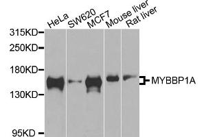 Western blot analysis of extracts of various cell lines, using MYBBP1A antibody (ABIN1873791) at 1:1000 dilution. (MYBBP1A Antikörper)