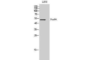 Western Blotting (WB) image for anti-Forkhead Box N4 (FOXN4) (C-Term) antibody (ABIN3184663)