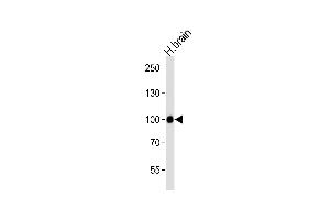 Western blot analysis of lysate from human brain tissue lysate, using CDH13 Antibody at 1:1000 at each lane. (Cadherin 13 Antikörper  (N-Term))