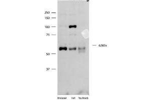 SYT3 antibody - N-terminal region  validated by WB using mouse, rat, and human brain lysates at 1ug/ml. (Synaptotagmin 3 Antikörper  (N-Term))