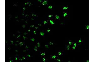 Immunofluorescence analysis of HeLa cells using E2F6 antibody (ABIN5973627). (E2F6 Antikörper)