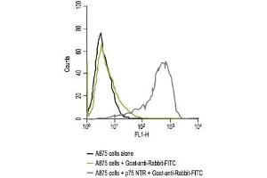 Cell surface detection of p75NTR in live A875 human melanoma cells