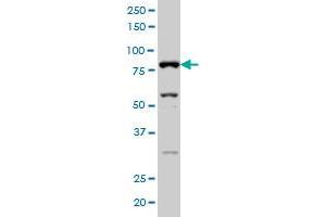 SFRS17A monoclonal antibody (M02), clone 2G8 Western Blot analysis of SFRS17A expression in Hela S3 NE . (SFRS17A Antikörper  (AA 53-156))