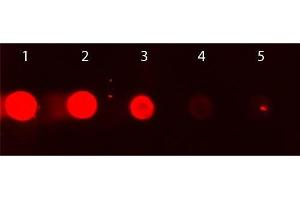 Dot Blot of Rhodamine Conjugated Goat IgG Fc. (Ziege IgG isotype control (Rhodamine))