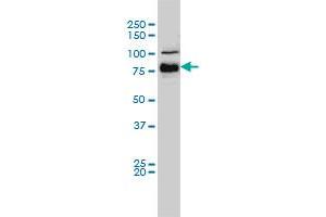 BRAF monoclonal antibody (M01A), clone 3C6 Western Blot analysis of BRAF expression in Hela S3 NE . (BRAF Antikörper  (AA 346-445))