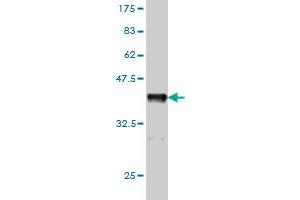 Western Blotting (WB) image for anti-Cholinergic Receptor, Nicotinic, alpha 5 (Neuronal) (CHRNA5) (AA 38-131) antibody (ABIN560370)