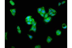 Immunofluorescence (IF) image for anti-Apoptosis-Inducing Factor, Mitochondrion-Associated, 1 (AIFM1) (AA 103-612) antibody (ABIN7144472)