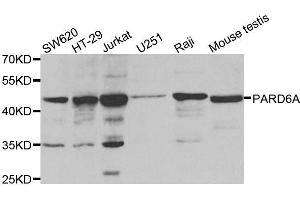 Western blot analysis of extracts of various cell lines, using PARD6A antibody.