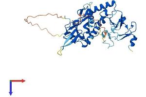 LMCD1 Protein (AA 1-365) (His tag)