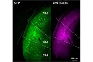 anti-Regulator of G-Protein Signaling 14 (RGS14) (AA 1-544) antibody