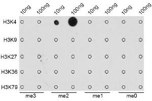 Dot-blot analysis of all sorts of methylation peptides using DiMethyl-Histone H3-K4 antibody (ABIN1872995). (Histone 3 Antikörper  (H3K4me2))