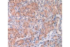 IHC-P analysis of Mouse Kidney Tissue, with DAB staining. (ADK Antikörper  (AA 1-361))
