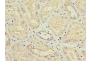 Immunohistochemistry of paraffin-embedded human kidney tissue using ABIN7162039 at dilution of 1:100 (NME3 Antikörper  (AA 20-169))