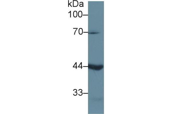 LEFTY1 抗体  (AA 78-361)