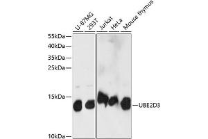 Western blot analysis of extracts of various cell lines, using UBE2D3 antibody (ABIN7271175) at 1:1000 dilution. (UBE2D3 Antikörper  (AA 1-100))