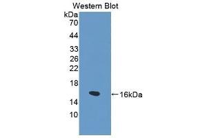 Western Blotting (WB) image for anti-Fatty Acid Binding Protein 1, Liver (FABP1) (AA 1-127) antibody (ABIN1862467) (FABP1 Antikörper  (AA 1-127))