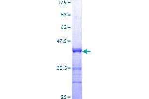 STAT1 Protein (AA 613-712) (GST tag)