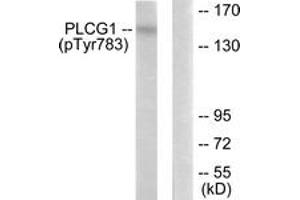 Western blot analysis of extracts from COS7 cells treated with EGF 200ng/ml 30', using PLCG1 (Phospho-Tyr783) Antibody. (Phospholipase C gamma 1 Antikörper  (pTyr783))