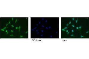 CD107a / LAMP1 Antibody Cat. (LAMP1 Antikörper)