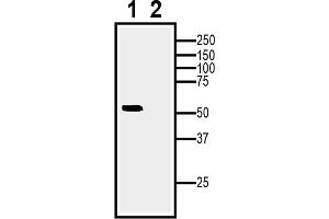 1. (Adiponectin Receptor 1 Antikörper  (Intracellular, N-Term))