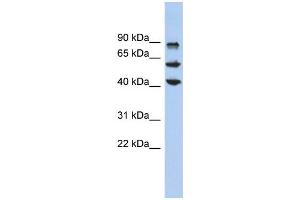 WB Suggested Anti-KLF10 Antibody Titration:  0. (KLF10/TIEG1 Antikörper  (Middle Region))