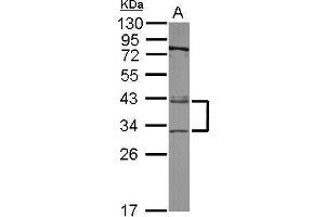 WB Image Sample (30 ug of whole cell lysate) A: A549 12% SDS PAGE antibody diluted at 1:3000