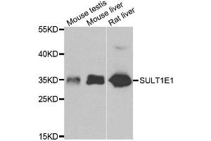 Western blot analysis of extracts of various cell lines, using SULT1E1 antibody. (SULT1E1 Antikörper)