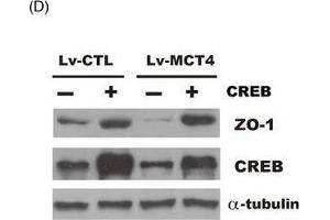Western Blotting (WB) image for anti-Tight Junction Protein 1 (TJP1) (AA 1600-1700) antibody (ABIN1513706)