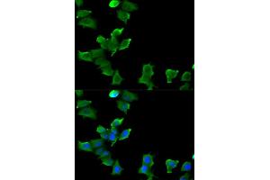 Immunofluorescence (IF) image for anti-Glutamate-Ammonia Ligase (GLUL) antibody (ABIN1876625) (GLUL Antikörper)