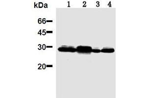 Western Blotting (WB) image for anti-14-3-3 Pan antibody (ABIN1105134) (14-3-3 Pan Antikörper)