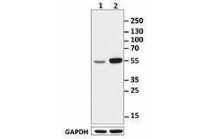 Western Blotting (WB) image for anti-c-Fos (c-Fos) antibody (ABIN2666051) (c-FOS Antikörper)