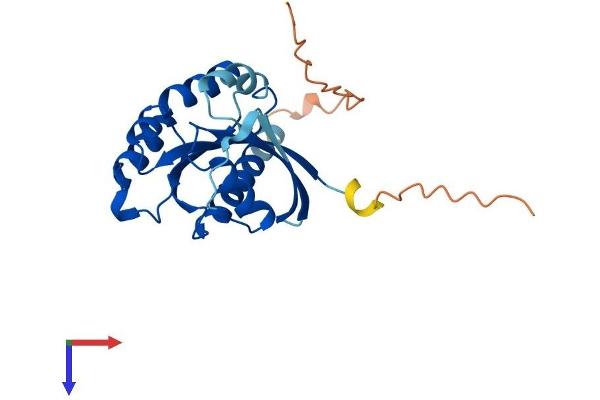 RAB3B Protein (AA 1-219) (His tag)