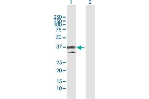 Annexin a1 Antikörper  (AA 1-346)