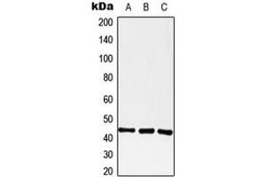 Western blot analysis of GPR182 expression in A549 (A), Raw264.