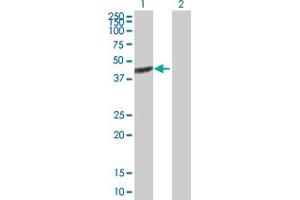Western Blotting (WB) image for anti-Brain and Reproductive Organ-Expressed (TNFRSF1A Modulator) (BRE) (AA 1-415) antibody (ABIN523069)