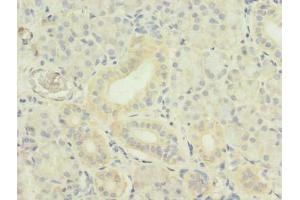 Immunohistochemistry of paraffin-embedded human pancreatic tissue using ABIN7173795 at dilution of 1:100 (TWEAK Antikörper  (AA 43-149))