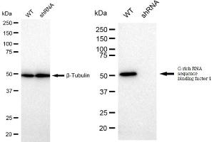 Western blotting analysis using G-rich RNA sequence binding factor 1 antibody (ABIN7798678). (Rekombinanter GRSF1 Antikörper)