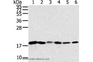 Western blot analysis of Human colon sigmoideum cancer and colon cancer tissue, mouse lung and human normal colon tissue, lovo and hela cell, using SNX3 Polyclonal Antibody at dilution of 1:250 (Sorting Nexin 3 Antikörper)