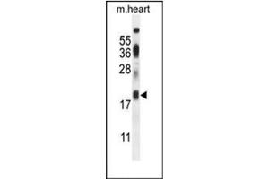 Western blot analysis of ISCA2 / HBLD1 Antibody (Center) in mouse heart tissue lysates (35ug/lane). (ISCA2 Antikörper  (Middle Region))
