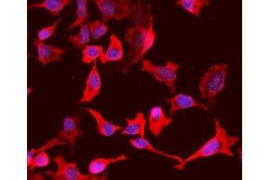 IF analysis of PCK1/PEPC using anti-PCK1/PEPC antibody (ABIN7599502). (PCK1 Antikörper  (AA 1-622))