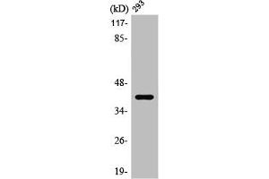 Western Blot analysis of HuvEc cells using PRPF18 Polyclonal Antibody (PRPF18 Antikörper  (Internal Region))