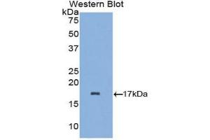 Western Blotting (WB) image for anti-Lactalbumin, alpha- (LALBA) (AA 24-141) antibody (ABIN1857956)