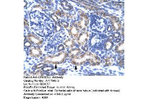 Human kidney (CREB3L2 Antikörper  (N-Term))