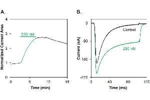 Hm1a-ATTO Fluor-647N enhances the current of NaV1.