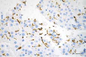 Immunohistochemistry was performed on paraffin-embedded mouse liver using CD44 antibody (ABIN7797972), 1:200). (Rekombinanter CD44 Antikörper)
