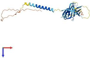 ITM2B Protein (AA 1-266) (His tag)