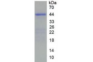 SDS-PAGE analysis of Human HIST2H2AC Protein. (HIST2H2AC Protein)
