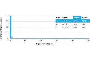 Analysis of Protein Array containing more than 19,000 full-length human proteins using ERCC1 Mouse Monoclonal Antibody (ERCC1/2683). (ERCC1 Antikörper  (AA 191-281))